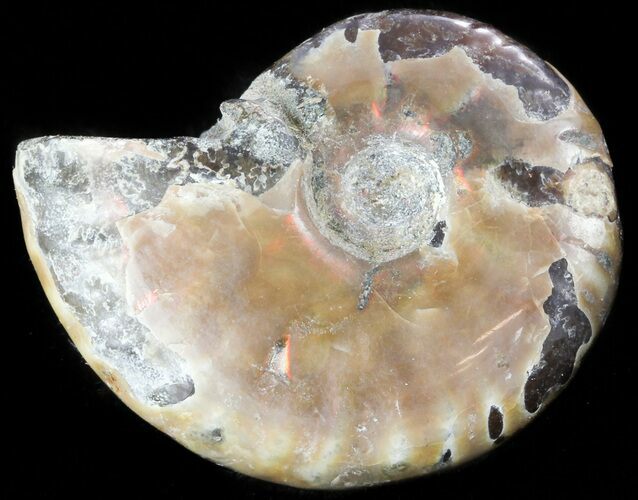 Flashy Red Iridescent Ammonite - Wide #45795